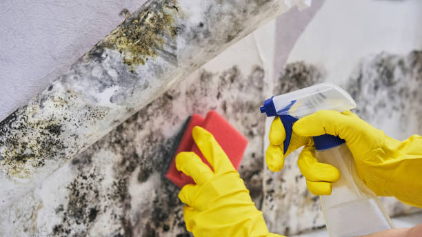 Asbestos and Lead Testing During Mold Inspection